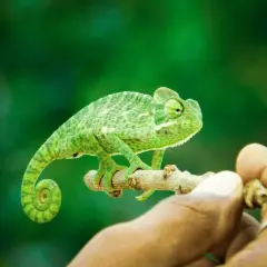 Zielony kameleon, jak ambiwertyk w związku, balansuje na gałązce, gotów do akcji lub obserwacji.